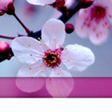 Vera Blossom website